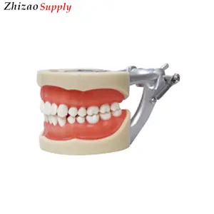 200h Standard Dental Teeth Model Dental Typodont teeth Model with 32pcs teeth