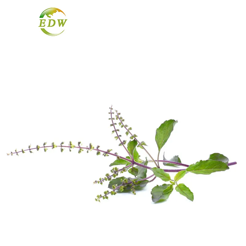 Großhandels preis Flavonoide Pulver 2% Holy Basil Leaf Extract Powder