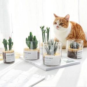 Vase en verre en pot à haute teneur en borosilicate cylindrique clair Pot de fleurs en verre d'<span class=keywords><strong>hydroculture</strong></span> succulente de Style européen nordique Simple - Product Image 4