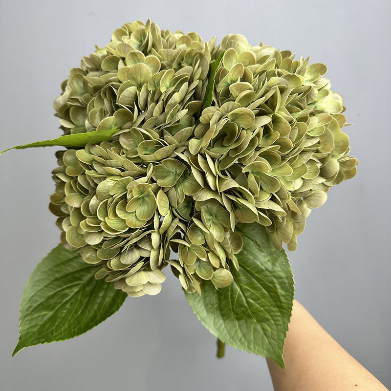 196 hortensias grandes color verde café