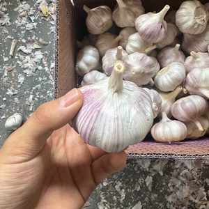 Wholesale Fresh Garlic With Standard Garlic <strong>Specification</strong>/ Fresh Red Garlic <strong>Normal</strong> White Garlic <strong>Supplier</strong> - Product Image 3