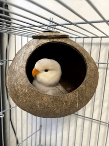 Nichoir moderne pour oiseaux en coquille de noix de coco 100% naturelle - Écologique - Logo et échantillon gratuits de Eco2go Vietnam - Product Image 3