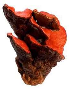 Extrait de champignon Antrodia Camphorata, vitamine, polysaccharide 30%, poudre, emballage en fût en plastique pour produits de santé - Product Image 6