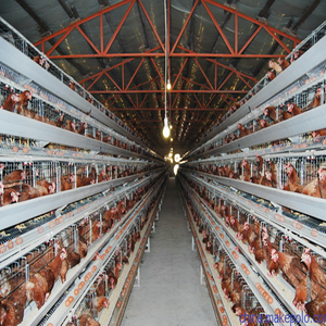 Çin fabrika kaynağı katmanlı pil kafesleri döşeme tavuklar çiftlik tavuk tabakası demir kafesleri - Product Image 4
