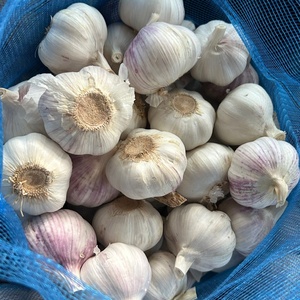 Chino 2025 Nuevo cultivo Ajo fresco Fabricante de verduras orgánicas Mejor <span class=keywords><strong>precio</strong></span> Ajo blanco normal y blanco puro <span class=keywords><strong>Ajos</strong></span> Ail Prix - Product Image 2