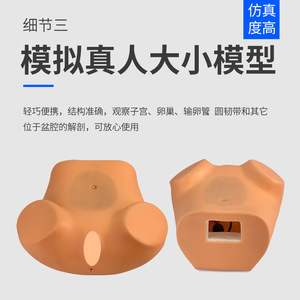 Modèle de formation avancé pour l'examen gynécologique interne ; modèle d'examen féminin ; modèle de formation maternelle et infantile - Product Image 3