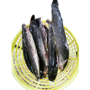 Pesce Gatto Gigante in Vendita, Vivo o Congelato, Dimensioni Grandi Oltre 10kg, Prezzo all'Ingrosso - Product Image 4