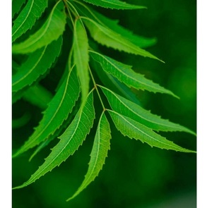 Pulido Doble de Cúrcuma Pura que Ofrece Soporte de Alta Calidad Rico en Curcumina para la Resistencia Inmunológica y el Bienestar Digestivo - Product Image 3