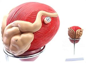 Agrandir 3X Système génito-urinaire Modèle anatomique de la <span class=keywords><strong>prostate</strong></span> de la vessie masculine - Product Image 4