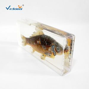 43001 Dissection de poissons, conservation, réparation des fuites, rénovation des spécimens, réhydratation des spécimens - Écoles primaires et secondaires - Product Image 3