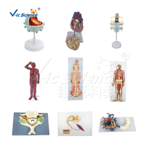 Modelo de Corazón Canino de Dos Partes en PVC, Modelo de Corazón Canino a Escala 1:1, Modelo Anatómico de Corazón de Perro, Ayuda Didáctica <span class=keywords><strong>Veterinaria</strong></span> - Product Image 5