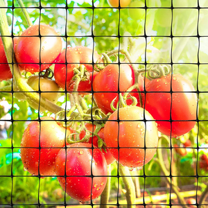 <span class=keywords><strong>2025</strong></span> mô hình mới chống mole lưới nhựa lưới vườn lưới nhựa lưới - Product Image 4