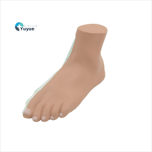 Modèle anatomique de pied plat humain-Aide à l'enseignement et à la recherche médicale - Product Image 1