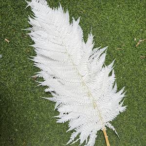 Feuilles de fougère préservées en gros, feuilles de <span class=keywords><strong>Jue</strong></span>, grandes feuilles de <span class=keywords><strong>Jue</strong></span>, petites feuilles, pour la décoration de la maison, la décoration de mariage - Product Image 4