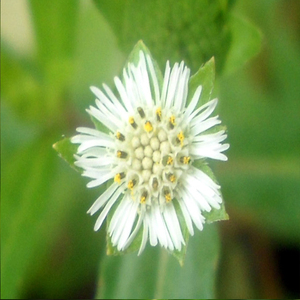Certifié ISO 100% poudre de Bhringraj organique soins des cheveux verts à base de plantes naturels couleur décalée indienne semi-permanente - Product Image 3