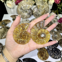Venta al por Mayor de Amonitas Naturales en Bruto, Accesorios de Amonitas, Especímenes Fósiles, Rebanadas de Amonita para Decoración