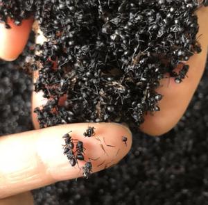 Nouvelles fourmis noires séchées 100% pures de haute qualité à vendre - Product Image 2