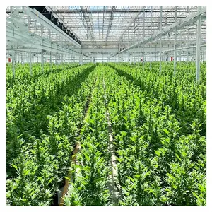 New design cheap poly tunnel Galvanized Steel Pipe approve ISO 9001 greenhouse for vegetable