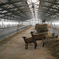Bâtiment d'entrepôt pour bétail de haute qualité, conçu en 3D avec un cadre en acier Q355B, pour l'élevage industriel de moutons et de chèvres, et la logistique
