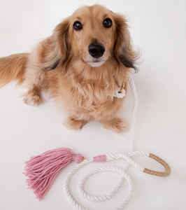 2021 Grosir Tali Pengikat Anjing Rumbai Hewan Peliharaan Luar Ruangan Tali Katun Banyak Warna Tali Katun Terpilin Tali Anjing Mode dengan Rumbai - Product Image 6