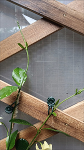 Clips de Fijación para Plantas de Jardín, <span class=keywords><strong>Mini</strong></span> Clips de Plástico para Soporte de Enredaderas, Reutilizables, para Jardinería Doméstica, Herramienta de Fijación y Protección para Injertos - Product Image 5