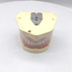 Modèle de dents d'étude HST-A5-01 type BF, modèle de bouche complète avec 28 dents, gencives souples, fixation par vis, sans articulateur - Product Image 2