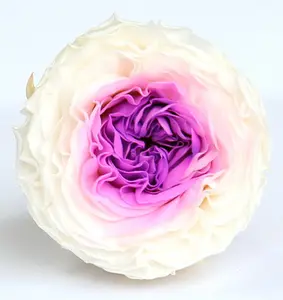 Factory Wholesale natural 2-3cm preserved austin rose Wedding Decor Austin Rose