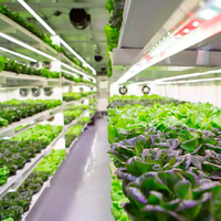 Système de culture hydroponique en conteneur pour légumes-feuilles - Agriculture verticale pour la laitue, les épinards, le chou frisé et plus encore