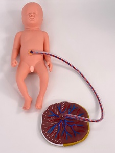 Model perawatan bayi baru lahir dengan Placenta PVC manekin untuk kabel pusar dan pelatihan plasenta alat sains medis untuk sekolah - Product Image 4