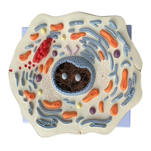 Modelo de células animales 2000 veces Maginification Hospital Biología Escuela Material didáctico Estudiante Aprendizaje de Ciencias Médicas - Product Image 1