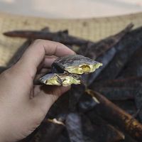 2117 Zao Jiao Vente en gros de Gleditsia Sinensis brute séchée AD, graines de locustes à miel entières et volumineuses