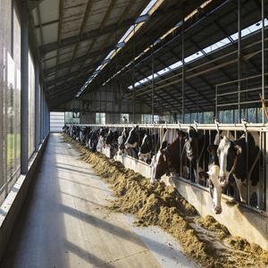 Struttura in Acciaio Leggero per Stalla di Mucche con Caratteristiche Anti-Corrosione e Antiruggine, Moderna <span class=keywords><strong>RT</strong></span> con Garanzia di 1 Anno - Product Image 6