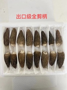 DETAN 2023 bonne qualité, tige naturelle fraîche, sauvage, Morchella, Conica, champignon, <span class=keywords><strong>prix</strong></span> - Product Image 5