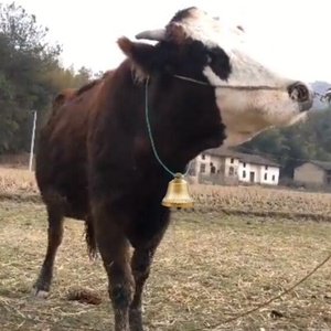 Campanas <span class=keywords><strong>de</strong></span> <span class=keywords><strong>Pastoreo</strong></span> para Ganado Vacuno, Caballos, Ovejas y Perros, Material <span class=keywords><strong>de</strong></span> Cobre, Sonido Nítido, Antipérdida, Campanas Antiguas para el Cuello <span class=keywords><strong>de</strong></span> las Vacas - Product Image 6