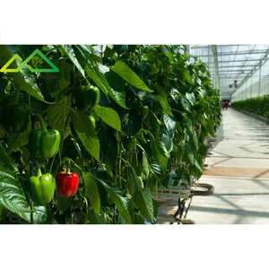 Agricultural venlo type glass Greenhouse hydroponic Colorful bell pepper farming soilless cultivation for Vegetable