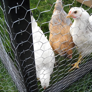 <strong>Chicken</strong> <strong>Hexagonal</strong> Galvanized Wire <strong>Mesh</strong> Fencing <strong>Netting</strong> Cutting Welding for Gardening Protection Plants Vegetables Flowers Fruits - Product Image 2