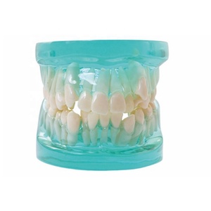 Modelo de estudio de ortodoncia Modelo educativo de 28 dientes - Product Image 1