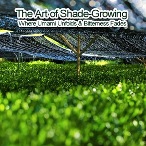 Tè Verde Matcha Giapponese Biologico di Prima Raccolta Primaverile, Grado Cerimoniale, Polvere di Tè Verde 50g (25 Porzioni) - Product Image 3