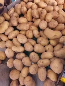 ผักออร์แกนิกมันฝรั่ง - Product Image 4