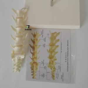 Modèle anatomique de squelette lombaire canin en PVC avancé Ciiizaoo Animal 703 pour l'enseignement - Product Image 2
