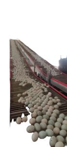 Jaula para Pollos de Acero Galvanizado en Caliente de Diseño Moderno JiHua con Recolección Automática de Huevos - Product Image 3