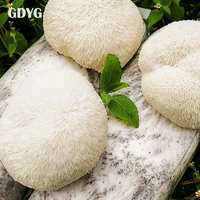 Vente en gros de champignons comestibles de qualité supérieure, champignons Lion's Mane frais et naturels