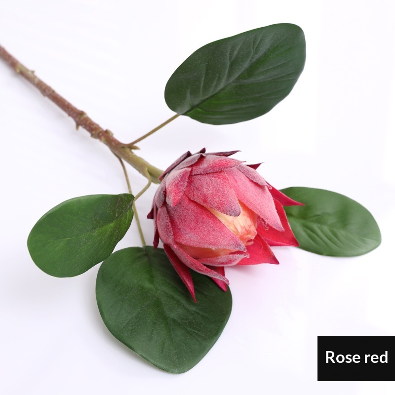 Rose garance