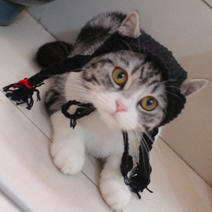 Chapeau de cosplay amusant pour animaux de compagnie, perruque réglable, bonnet tricoté pour chat - Product Image 5