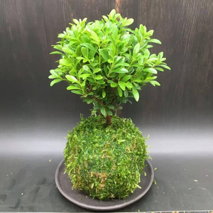 Macetas Creativas con <span class=keywords><strong>Musgo</strong></span> <span class=keywords><strong>para</strong></span> <span class=keywords><strong>Plantas</strong></span> <span class=keywords><strong>de</strong></span> Interior - Estilo Kokedama - Product Image 6