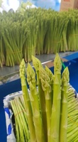Verse Biologische Asperges 25cm 2 Jaar Houdbaarheid - Groothandel Ninh Thuan Vietnam SUNRISE INS - Whatsapp 0084 989 322 607