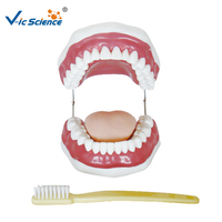 Modelo Dental de 28 Dientes con Aumento 5X, Apertura Bucal Ajustable y Cepillo para Prácticas de Limpieza Dental, CE ISO ROHS CNAS