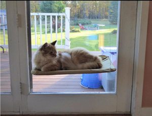 सरल डिजाइन पालतू बिस्तर बिल्ली खिड़की पर्च टिकाऊ कप बिल्ली झूला - Product Image 3