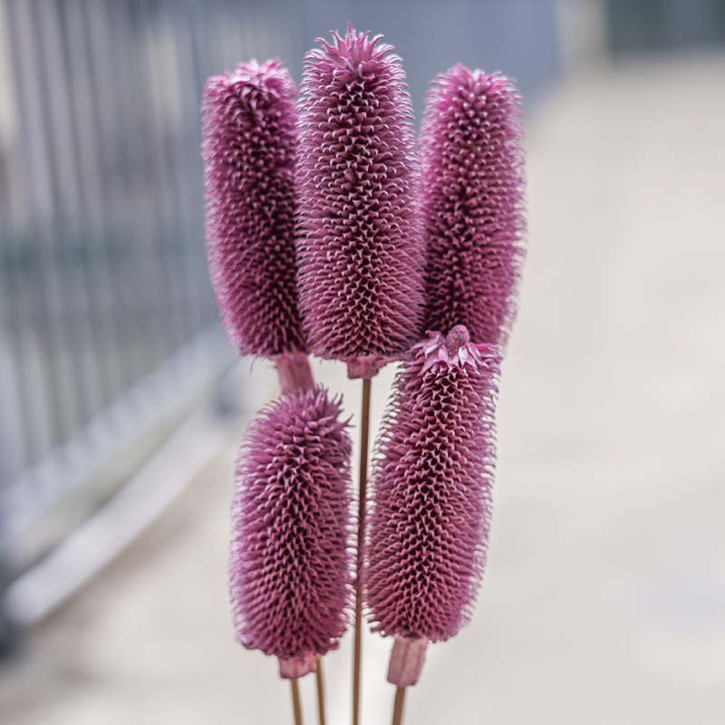 Pourpre