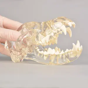 Modelo de calavera canina Dentoform resina dientes dentales modelo 3D para enseñanza de Anatomía de perros